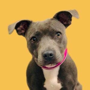 Raw dog food, Raw Pet Food