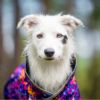 Pomppa Sade Water-resistant Dog Coat