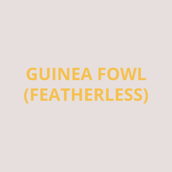 Whole Guinea Fowl Featherless