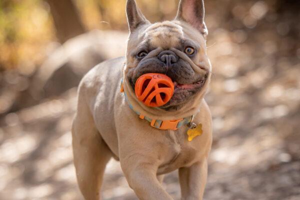 Chuckit! Air Ball
