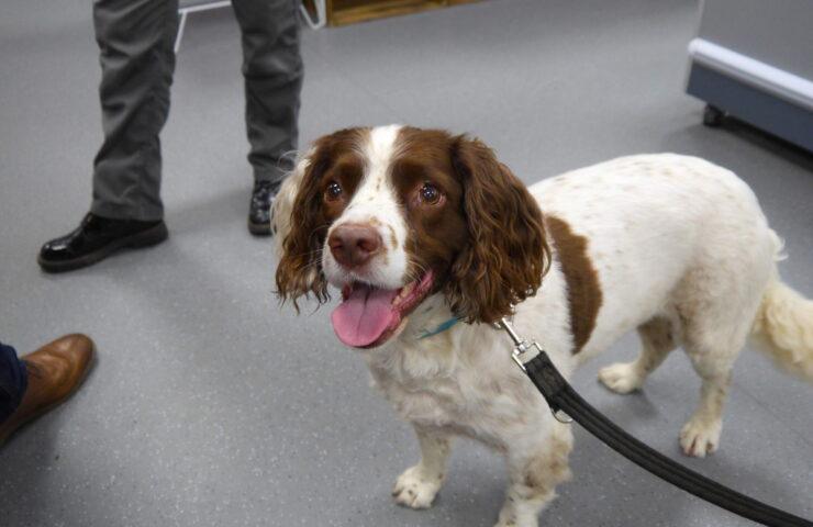 Visiting dog at Healthy Pet Store