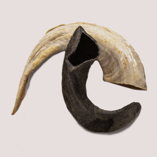 Dried Large Rams Horns