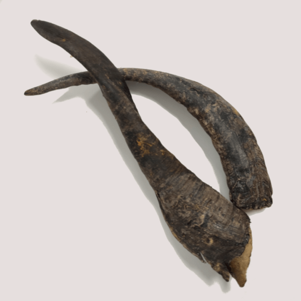 Dried Goat Horn