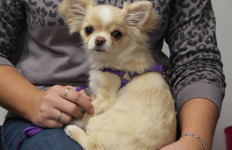 Saturday 9th May - Puppy Natter