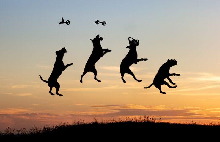 Four dogs jumping in the sky with a sunset background