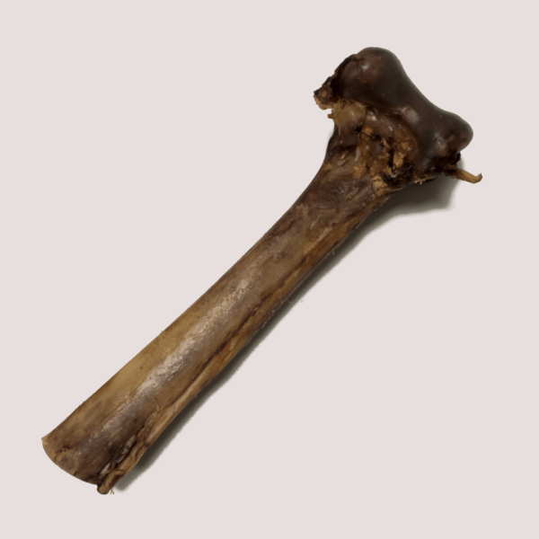 JR Long Ostrich Bone