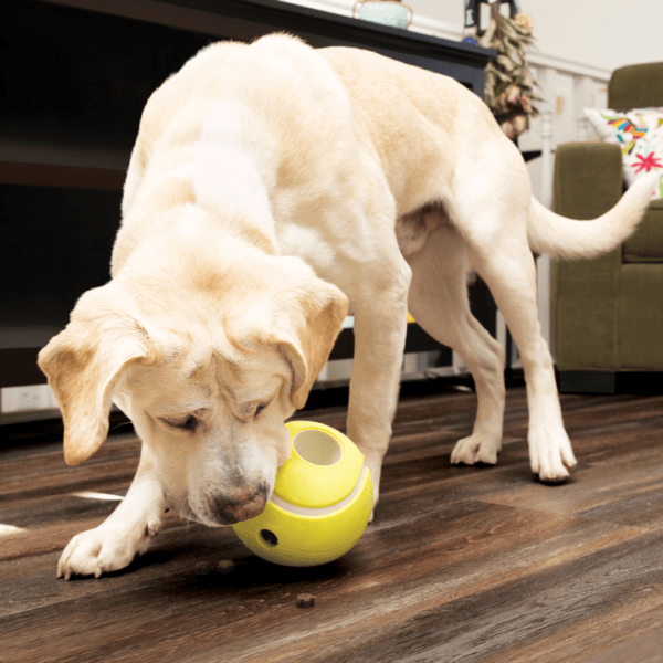 KONG Rewards Tennis Ball Dog Treat Dispenser