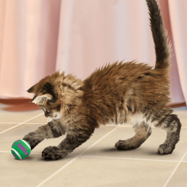 KONG Cat Active Tennis Balls With Bells