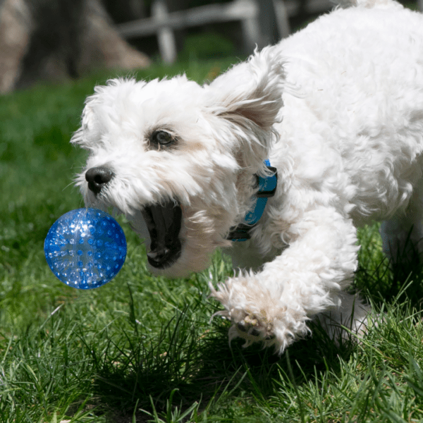 KONG Squeezz Geodz Assorted Dog Toys