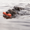 KONG Training Dummy Dog Toy