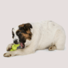 West Paw Rumpus