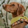 Orbiloc Dog Dual Lights