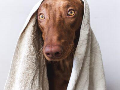 Dog Care & Grooming