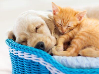 Dog Beds & Blankets