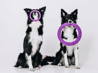 Dog Toys & Puzzles