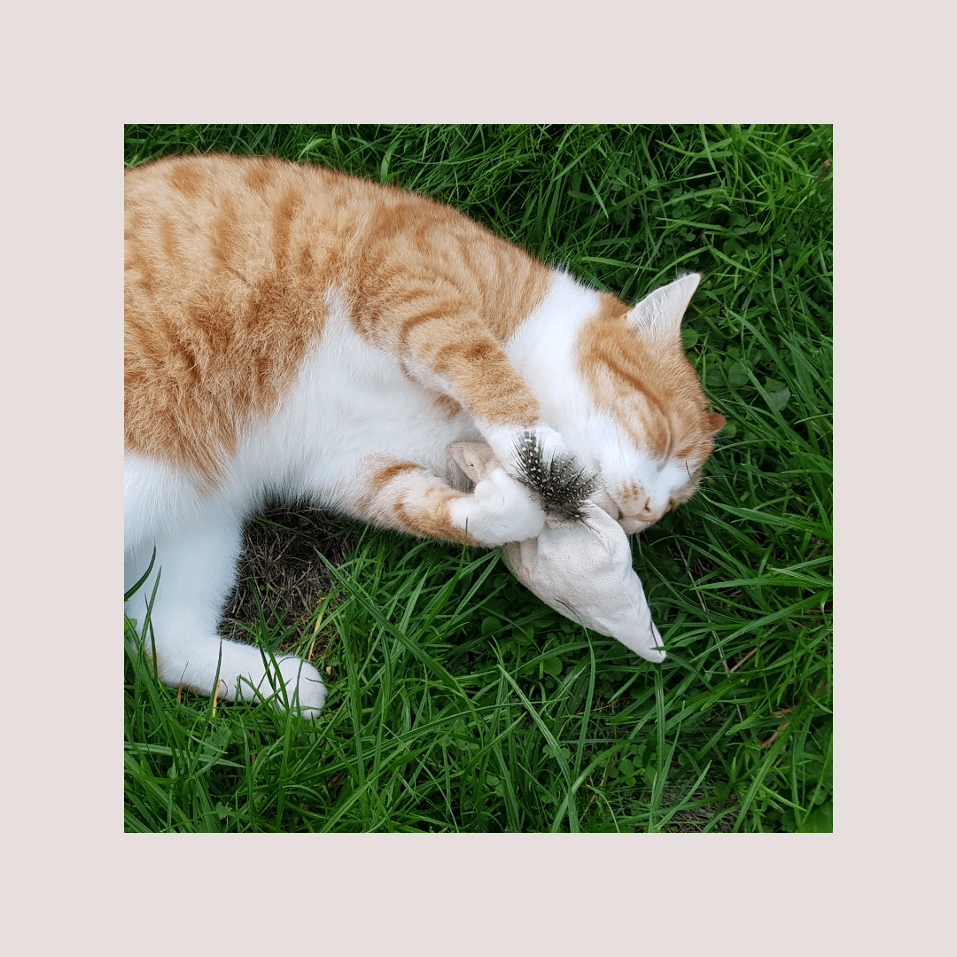 4Cats Nature Line Pyramid Catnip