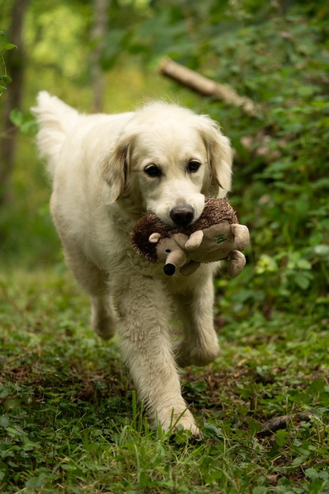 PetFace Heston Hedgehog Plush