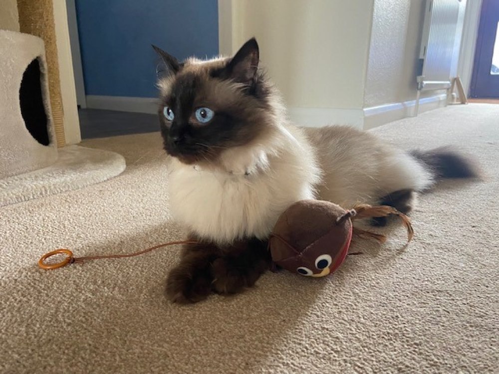 PetFace Little Robin Rope Plush