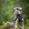 Pomppa Kuori Waterproof Dog Coat