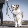 Blue-9 Reflective Multi-function Double End Lead