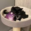 4Cats Catnip Bat Pillow