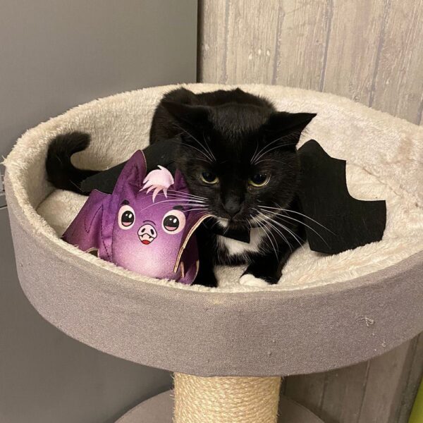 4Cats Catnip Bat Pillow