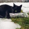 4Cats Catnip Japan Wrestler
