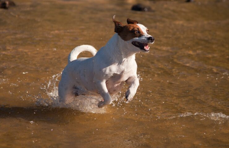 Fit dog promoting Canine Fitness Month