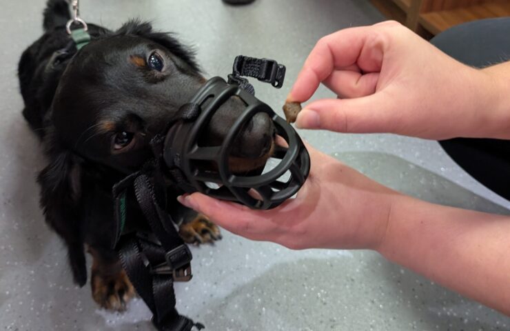 All About muzzles