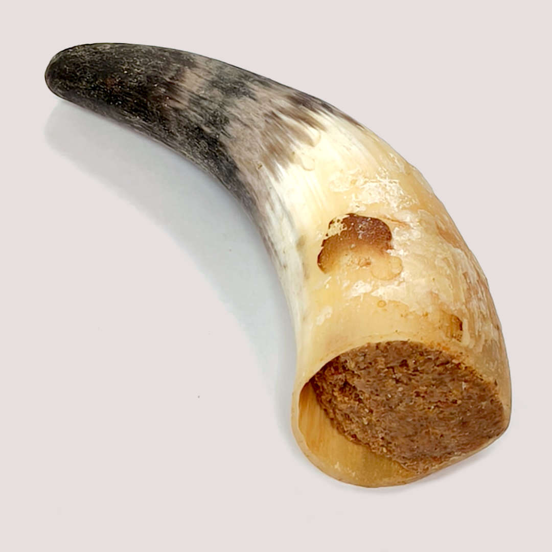 Horns Stuffed With Meaty Pate