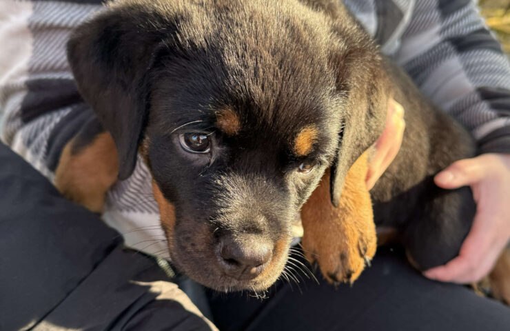 Saturday 8th November – Puppy Natter