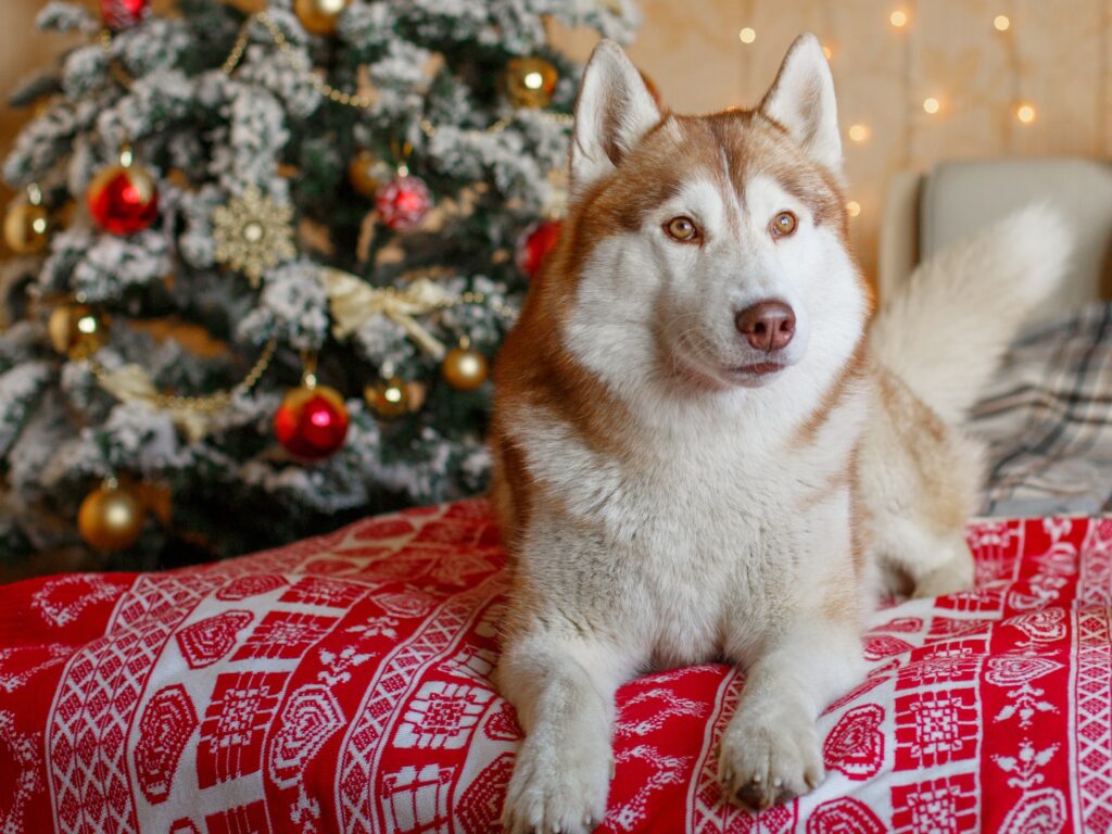 What can my dog eat from the Christmas table?