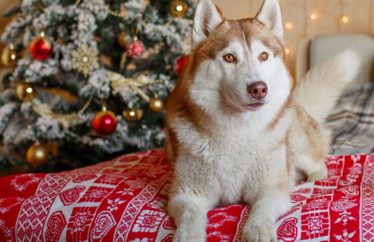 What can my dog eat from the Christmas table?