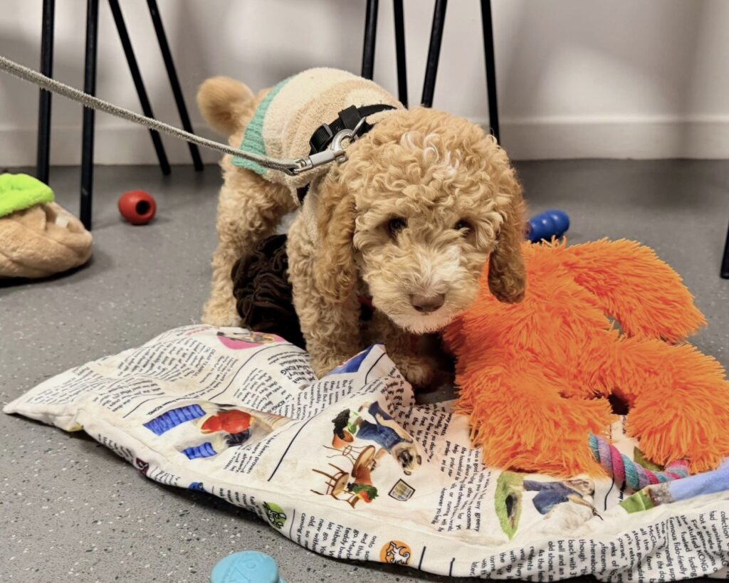 14th February Puppy Natter