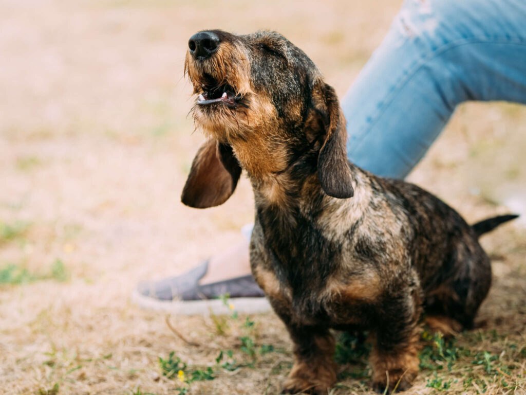 Dog Labels: Helpful Awareness or Unhelpful Shortcut?