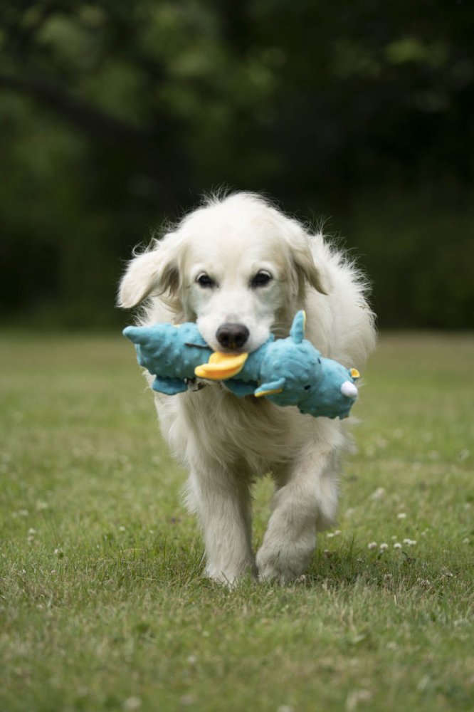 PetFace Soft Blue Dragon