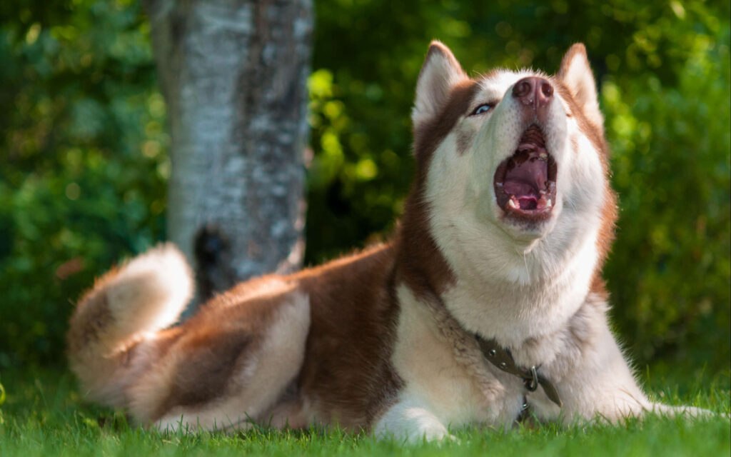 Easter Opening Times & Delivery Information