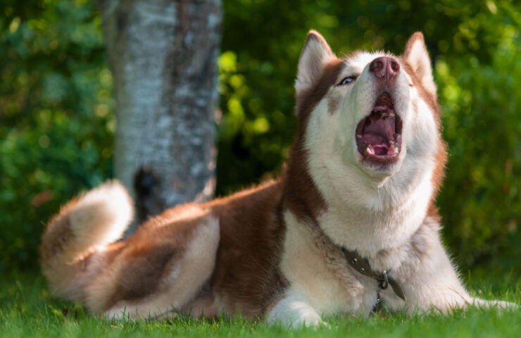 Easter Opening Times & Delivery Information