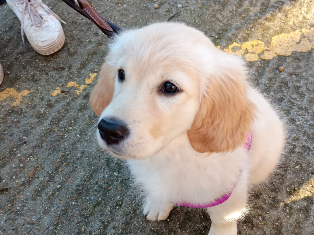 March Puppy Natter