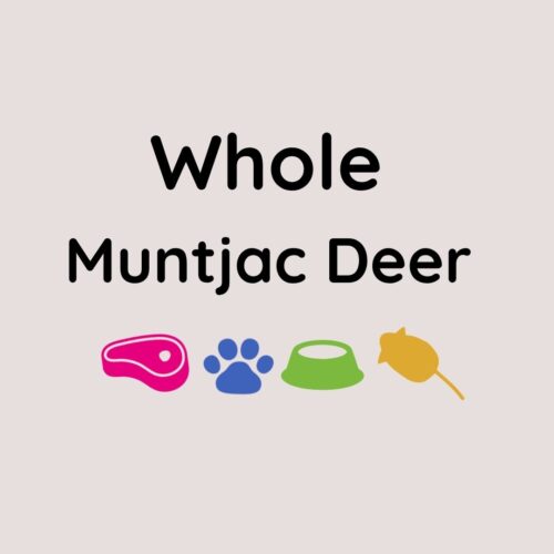 Muntjac Deer