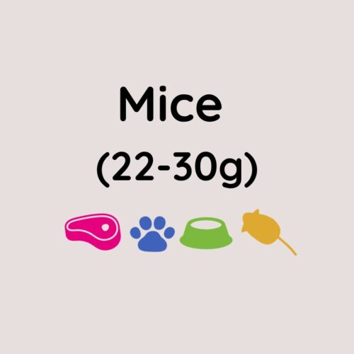 Kiezebrink Large Mouse x25 (22-30g)