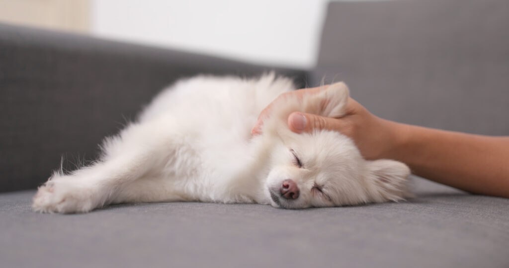 Understand Dog Pain & Discomfort
