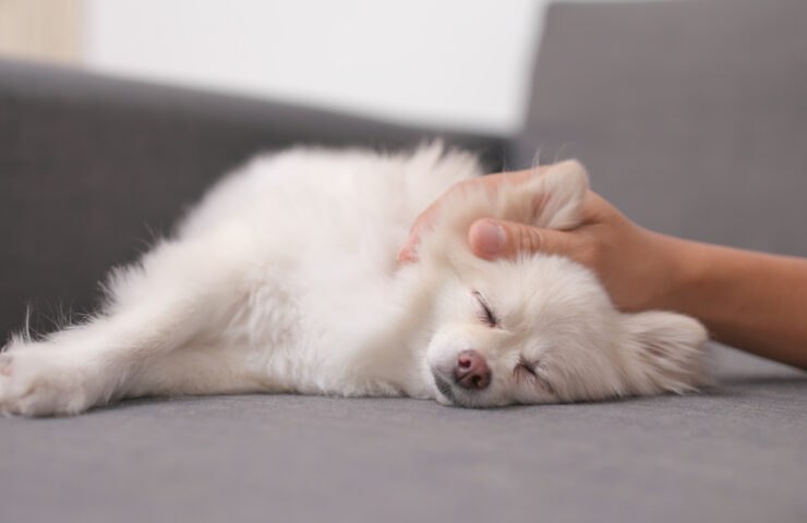 Understand Dog Pain & Discomfort