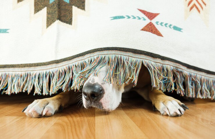 Firework Season: Helping Your Dog Feel Safer