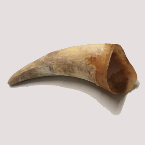 Dried Cow Horn